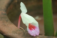 Boesenbergia tiliifolia